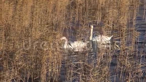 秋天的两只白天鹅在湖上芦苇视频的预览图