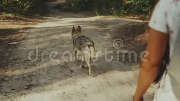 带着咖啡和狗的女孩在美丽的森林里散步女人和混种狗沿着乡村走视频的预览图