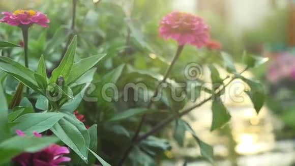 美丽的五颜六色的花在夏季花园的慢动作与阳光和紧张的耀斑效果1920x1080视频的预览图