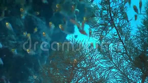 红海背景珊瑚上的透明玻璃鱼学校视频的预览图