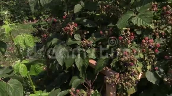 未成熟的黑莓枝在花园视频的预览图