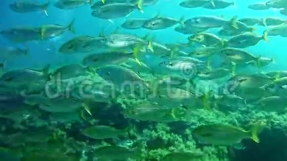萨勒马水下潜水学校西班牙潜水视频的预览图