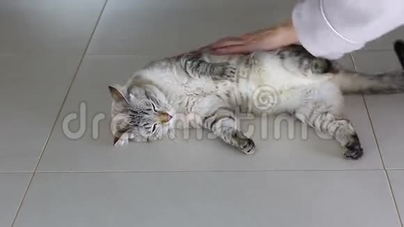 女手和漂亮的泰国猫玩得很开心视频的预览图