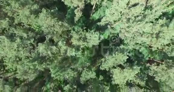 飞于绿色针叶林之上视频的预览图