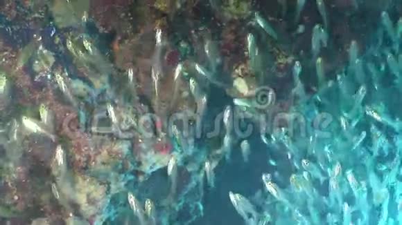 红海背景珊瑚上透明玻璃鱼学校视频的预览图