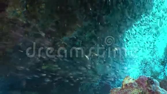 红海珊瑚中的透明玻璃鱼学校视频的预览图