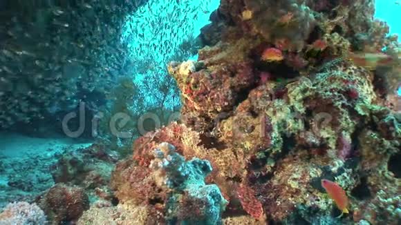 红海珊瑚中的透明玻璃鱼学校视频的预览图