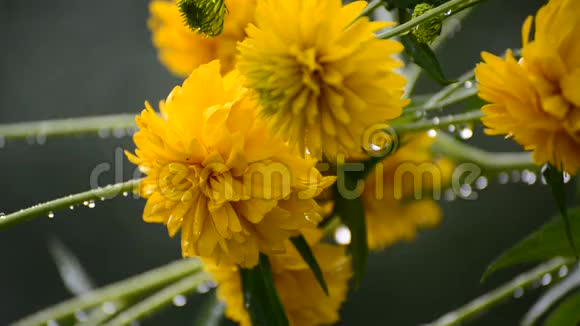 雨中花园里的黄花视频的预览图