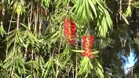 巴比伦柳树巴比伦撒利克斯达拉特市拉姆省越南视频的预览图