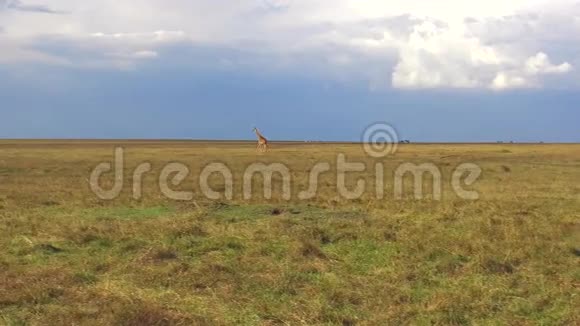 长颈鹿在非洲沿着热带草原行走视频的预览图