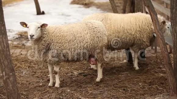 羊看镜头特写羊在农场视频的预览图