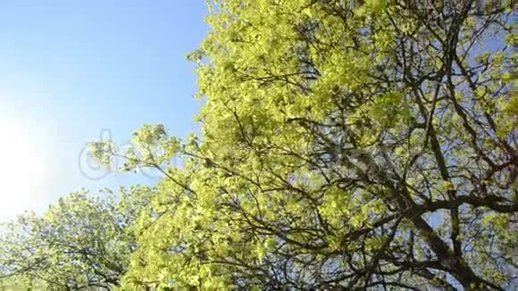 枫树落叶叶芽春天在蓝天上绽放视频的预览图