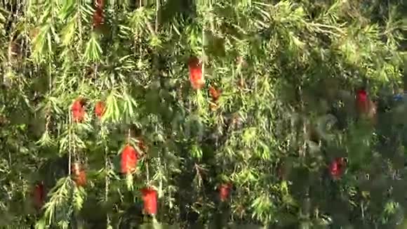 巴比伦柳树巴比伦撒利克斯达拉特市拉姆省越南视频的预览图