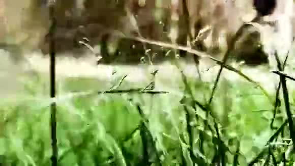 草和雨视频的预览图