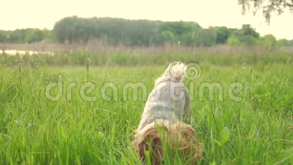 狗约克郡猎犬在大自然中玩接球慢动作视频宠物生活方式家庭概念视频的预览图