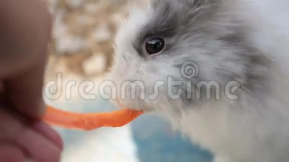 可爱的兔子在笼子里吃胡萝卜视频的预览图