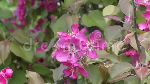 海棠花粉红色视频的预览图
