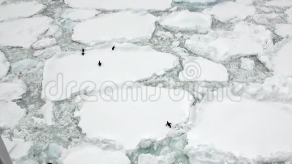 企鹅在南极洲的冰山和浮冰上视频的预览图