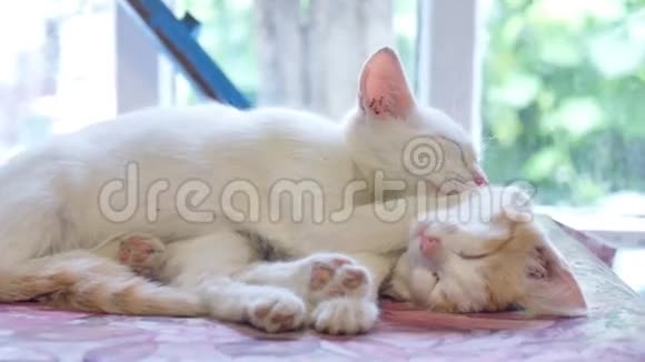 白猫睡猫上红小猫友情搞笑宠物视频的预览图