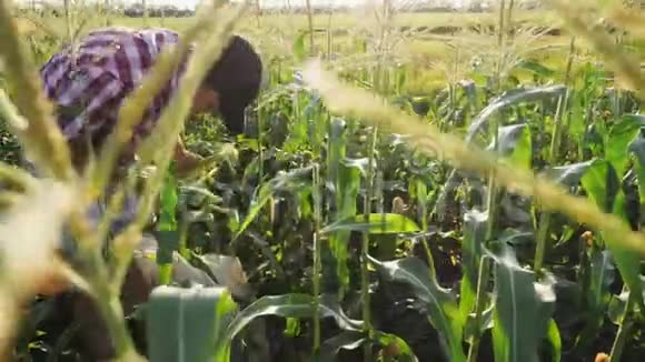 农民在田里收割玉米视频的预览图