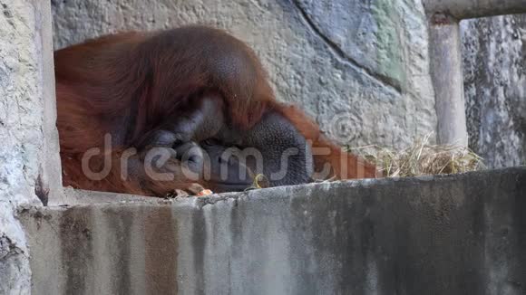 婆罗洲猩猩猴子PongoPygmaeus视频的预览图