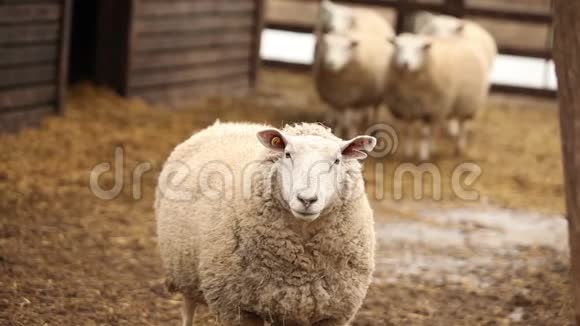 羊看镜头特写羊在农场视频的预览图