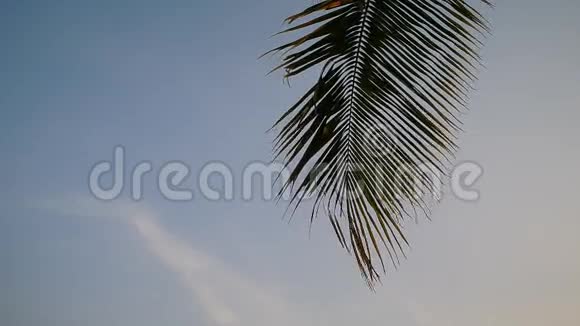 椰树叶清天视频的预览图