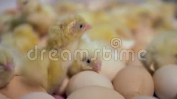 孵化了小鸡宝宝快关门4K视频的预览图