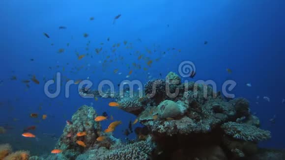 珊瑚礁场景珊瑚和鱼类视频的预览图