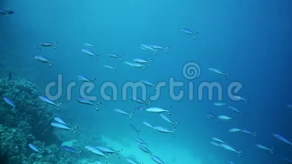 红海的SS卡那蒂残骸内的玻璃鱼派视频的预览图