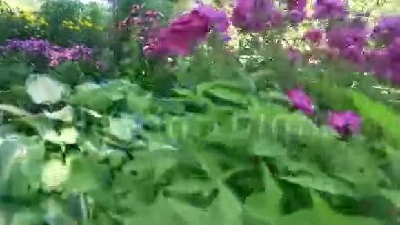 花园视频的预览图