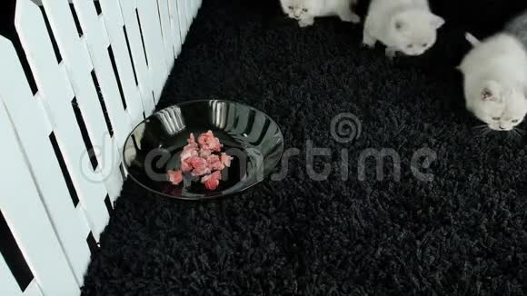 小猫吃生肉视频的预览图