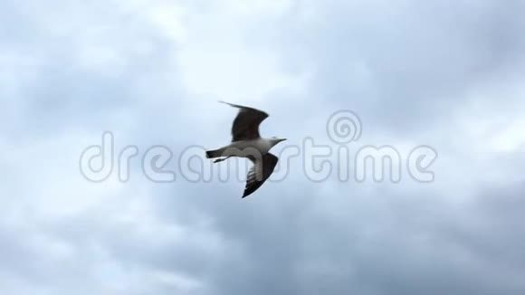动作缓慢地中海上常见的海鸥海鸥飞过海洋视频的预览图