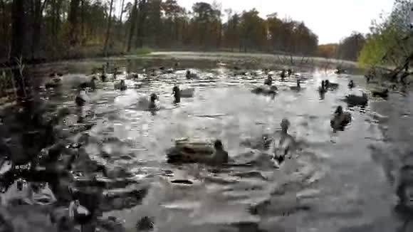 湖中的鸭子和秋天的森林视频的预览图