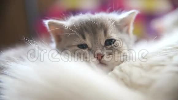 一只灰色的大猫躺在另一只白色的床上视频的预览图