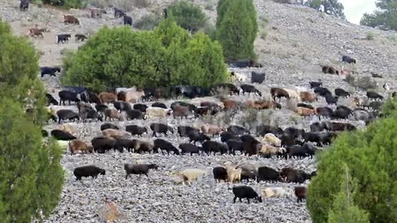 与羊同坡帕米尔塔吉克斯坦视频的预览图
