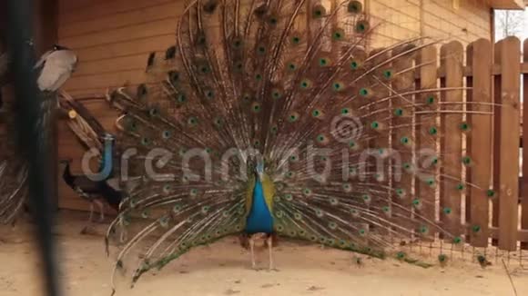 雄性印度蓝皮鸟展示视频的预览图