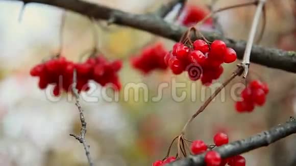 秋天跛行的罗湾树的枝大红色视频的预览图