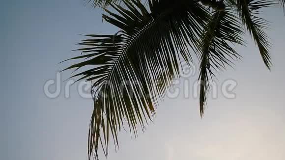 椰树叶清天视频的预览图