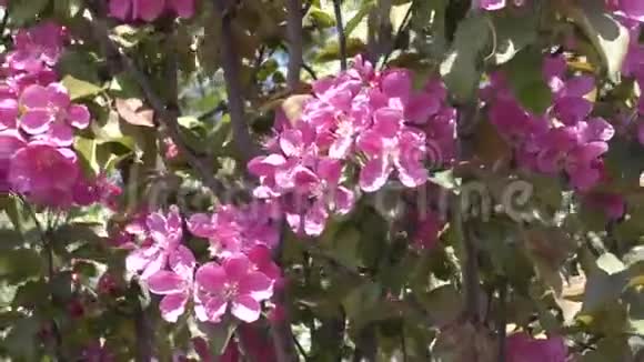 海棠花粉红色视频的预览图