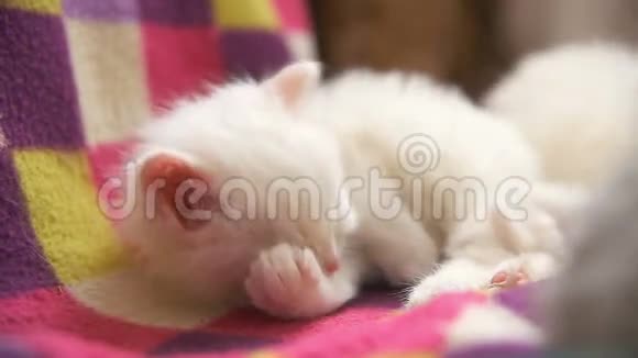 白色小猫在房间里洗澡睡觉视频的预览图