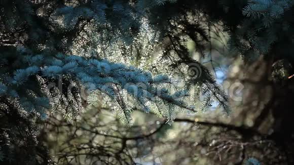 毛树或松树的绿色带刺枝条视频的预览图