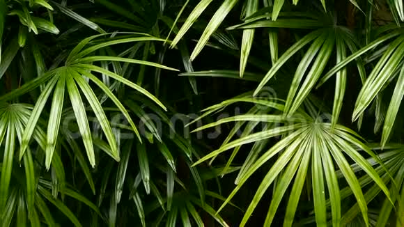 明亮多汁的异国热带绿色在丛林森林赤道气候背景不寻常的植物观叶视频的预览图
