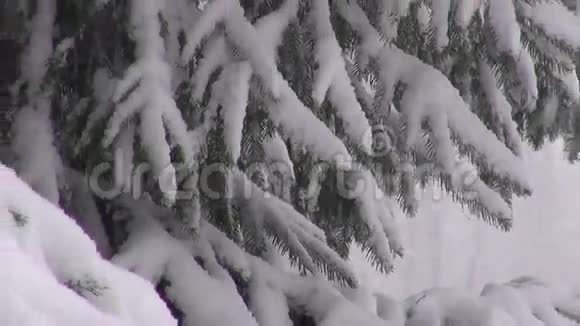 早晨杉树上降雪的景观视频的预览图