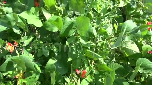 夏天豆花开在花园里视频的预览图