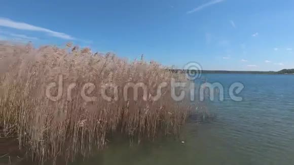 夏日有芦苇的美丽湖泊视频的预览图
