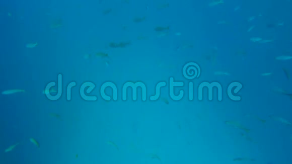 在蔚蓝的海水中游泳的野生鱼群视频的预览图