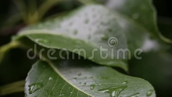 雨滴在雨后轻轻摇曳的树叶上视频的预览图