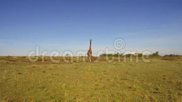 长颈鹿在非洲沿着热带草原行走视频的预览图