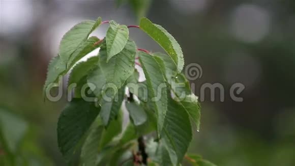 雨滴在雨后轻轻摇曳的树叶上视频的预览图